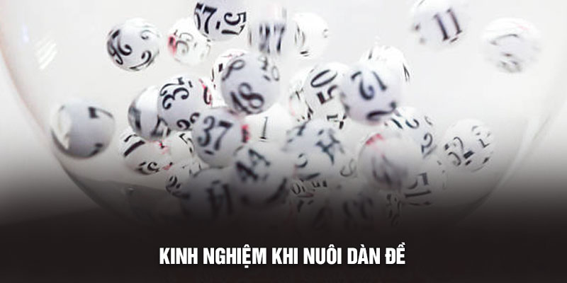 Kinh nghiệm khi nuôi dàn đề