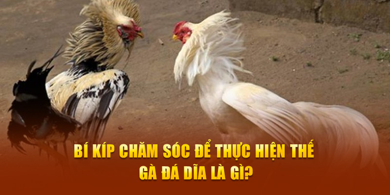 Bí kíp chăm sóc để thực hiện thế gà đá dĩa là gì?