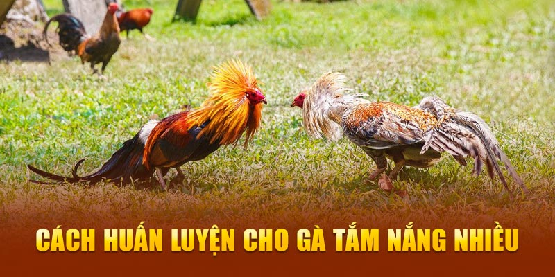 Cách huấn luyện cho gà tắm nắng nhiều