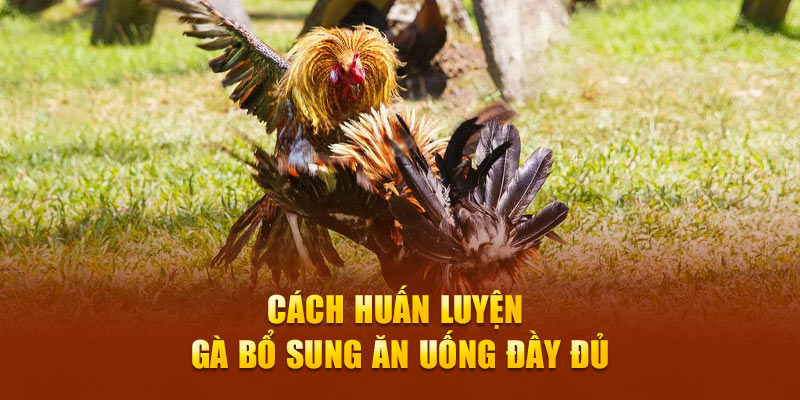 Cách huấn luyện gà bổ sung ăn uống đầy đủ