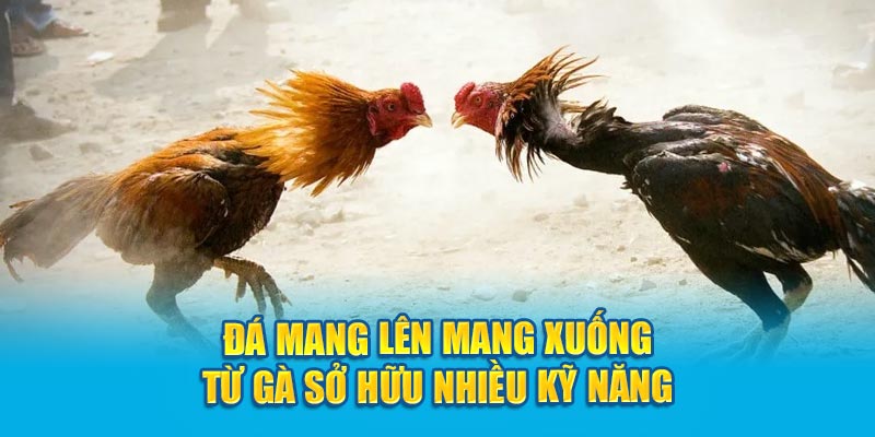 Đá mang lên mang xuống từ gà sở hữu nhiều kỹ năng