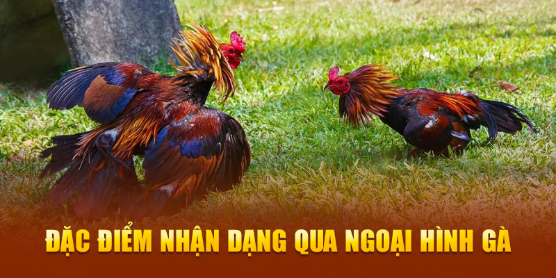 Đặc điểm nhận dạng qua ngoại hình chiến kê