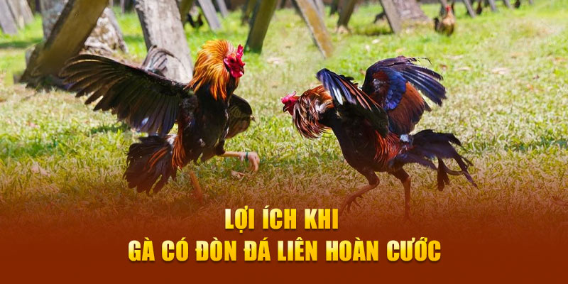 Lợi ích khi sở hữu chiến kê có lối đá độc đáo