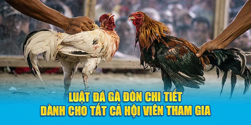 Luật đá gà đòn chi tiết dành cho tất cả hội viên tham gia