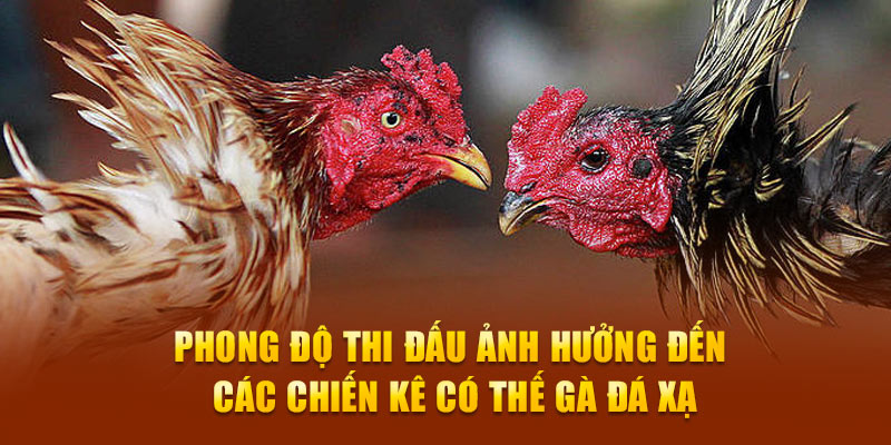 Phong độ thi đấu ảnh hưởng đến các chiến kê có thế gà đá xạ