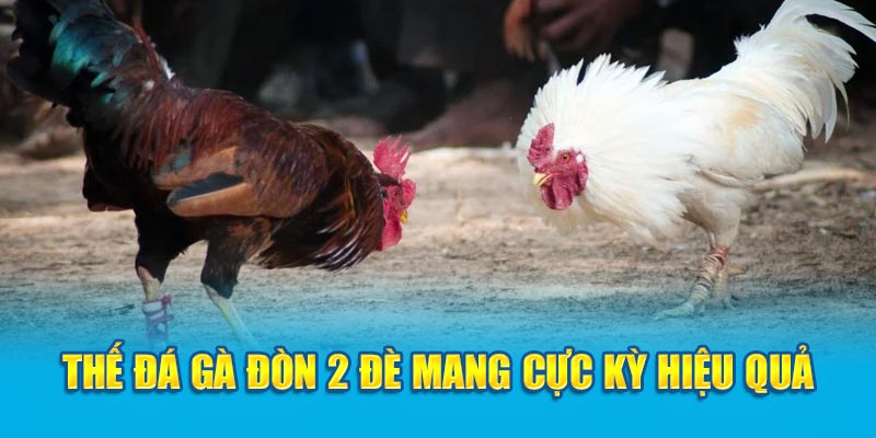 Thế đá gà đòn 2 đè mang cực kỳ hiệu quả